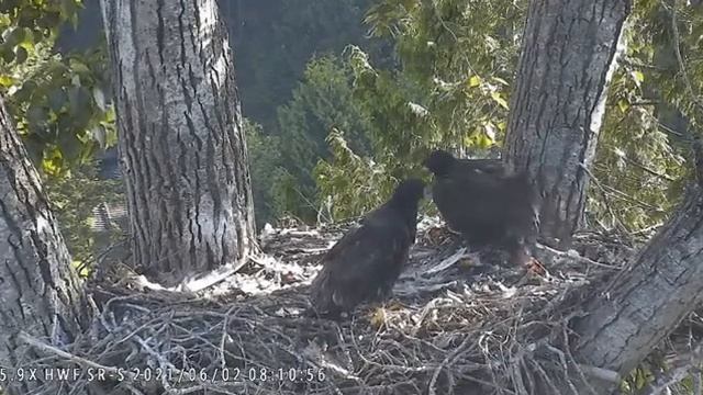 Feisty Flapping Eaglets at Surrey Reserve смотреть онлайн