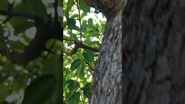 Stag beetle, one of the largest beetles! Жук - олень , один из самых крупных жуков ! смотреть онлайн