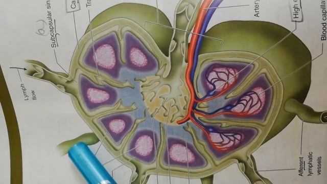 The Histology of lymph node, (part 1/2)(1st year,MBBS) смотреть онлайн