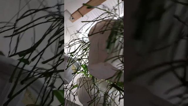Vaškuolių ir ne tik, žiedai🌸Цветение хой и не только 🏵️ смотреть онлайн