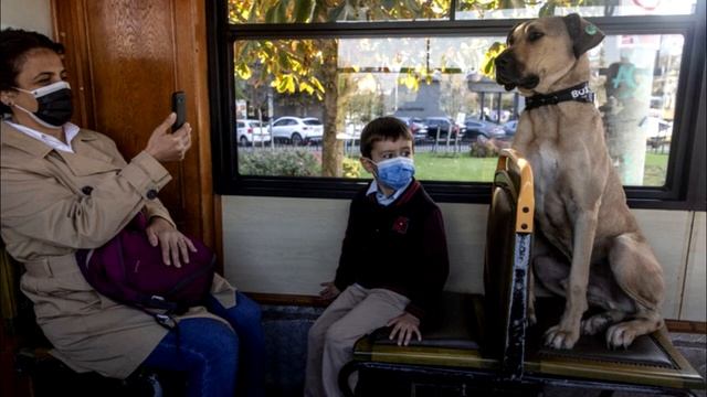 Собака ездит в метро каждый день, затем за ней едет человек и понимает странную причину смотреть онлайн