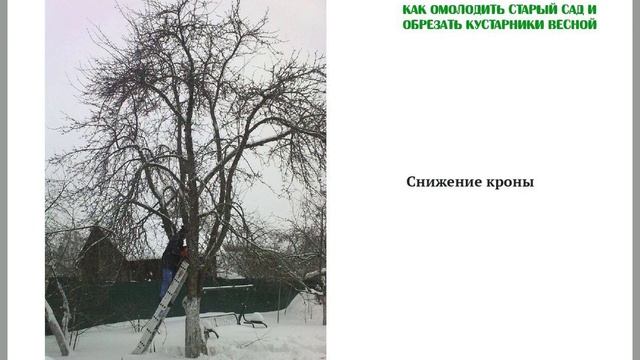 Снижение кроны дерева. Как омолодить и обрезать деревья. 6. Груша, черешня. Старые высокие деревья смотреть онлайн