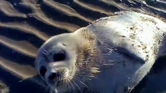 Детеныш тюленя: рождение . смотреть онлайн