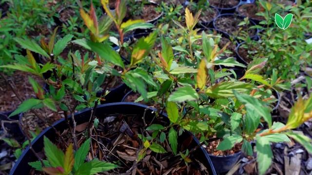 Спирея японская «Антони Ватерер» Spiraea Japonica «Anthony Waterer», Зеленый Сад