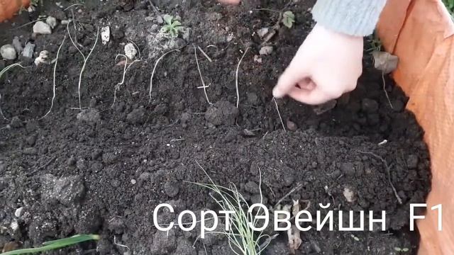 8 мая 2021 Посадка лука Эвейшн F1 из скруток в открытый грунт в колеса с клубникой смотреть онлайн