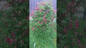 клематис Розалин в условиях севера