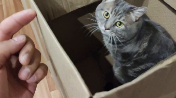 cat box. коробка и кот.