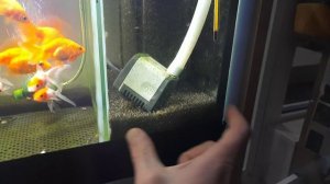 Сколько рыбок можно содержать в аквариуме