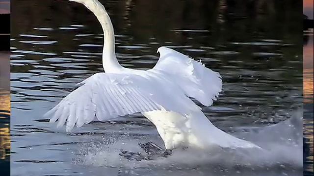 Андрей Таланов Белый лебедь муз. и сл. А.Таланов