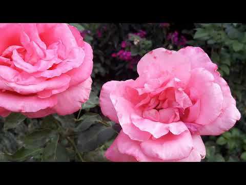 Обзор розового сада в конце августа. смотреть онлайн