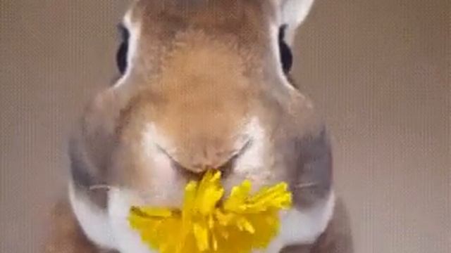 Кролик кушает одуванчик аотом замедленная съемка смотреть всем смотреть онлайн