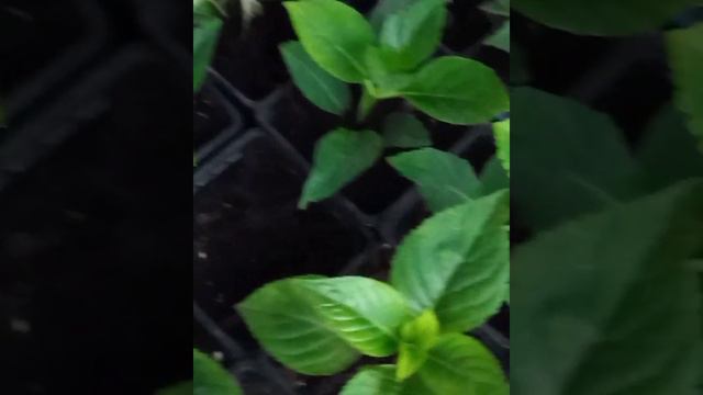 8 августа 2022 г. смотреть онлайн