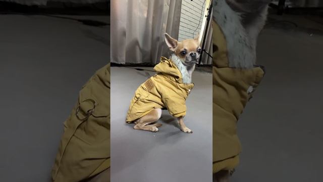 Одежда для собак. Зоотовары BRiARD смотреть онлайн