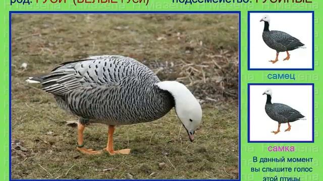 Гуси. Голоса птиц России смотреть онлайн