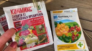 Вторая весенняя обработка сада по «зелёному конусу»