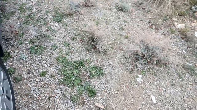 ATROPELLAMOS A SONIC.EXE EN LA VIDA REAL | LA MUERTE DE SONIC.EXE LEON PICARON смотреть онлайн