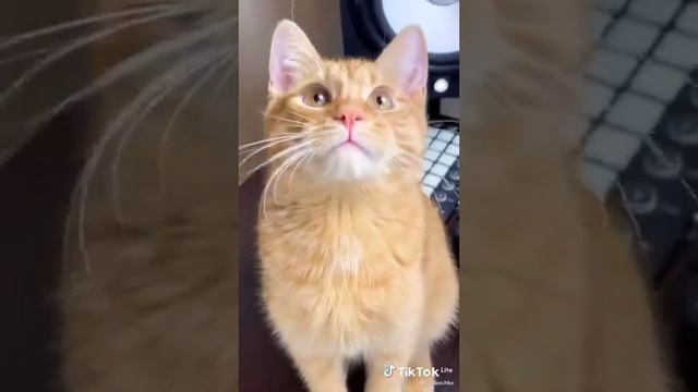 симба младший и хозяин (подборка) лучших видео из Tiktok смотреть онлайн