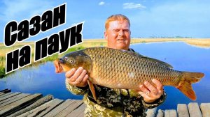 Рыбалка на паук!Сазан на паук!Рыбалка на сазана! Паук как всегда не подвел! Рыбалка 2021!!!