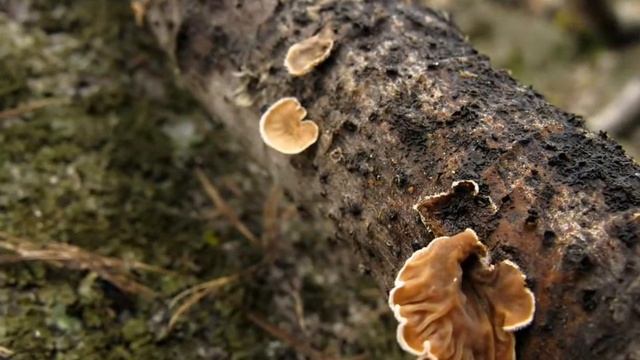 Mušlovka plstnatá - Schizophyllum amplum смотреть онлайн