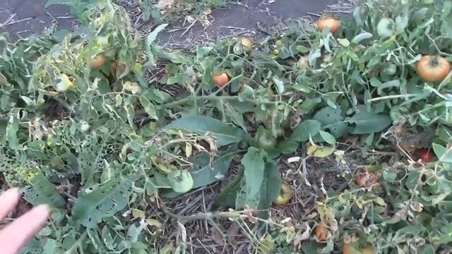 Монгольский карлик (часть 4) смотреть онлайн