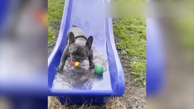 ПРИКОЛЫ С КОТАМИ! СМЕШНЫЕ ЖИВОТНЫЕ - С ОЗВУЧКОЙ! СМЕШНЫЕ КОТЫ! смотреть онлайн