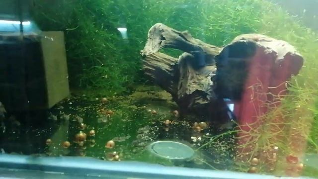 Супер корм для рыбы#Витамины для рыб#Халява