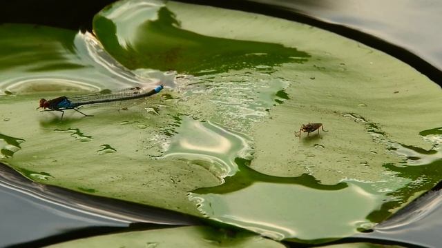 Река Березина. Беларусь. Тихое, летнее утро. смотреть онлайн