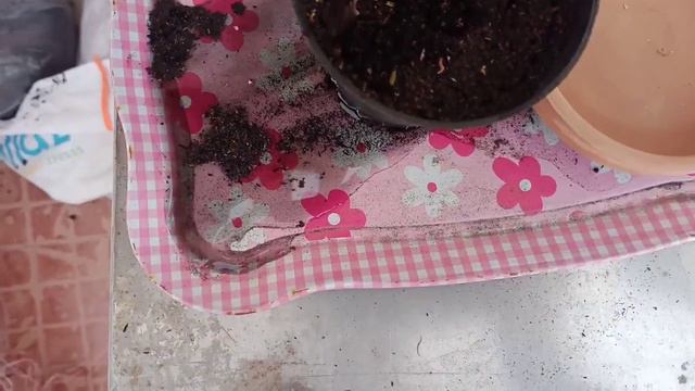 Complete guide for planting echeveria seeds let's see смотреть онлайн