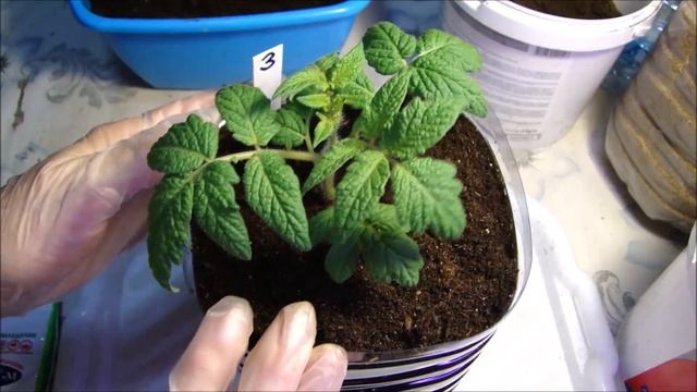 Комнатные томаты и огурцы растут не по дням, а по часам! смотреть онлайн