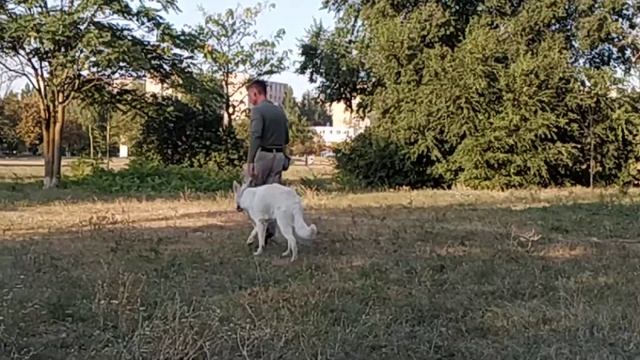 Дрессировка Белой швейцарской овчарки. смотреть онлайн