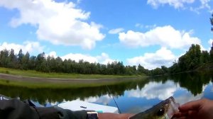 Hearty Rise Halcyon 732 LL,  как работает на рыбе