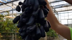 АВАТАР ВИНОГРАД ЛУЧШИЙ ОБЗОР и КОНКУРС. AVATAR, SWEET SAPHIRE