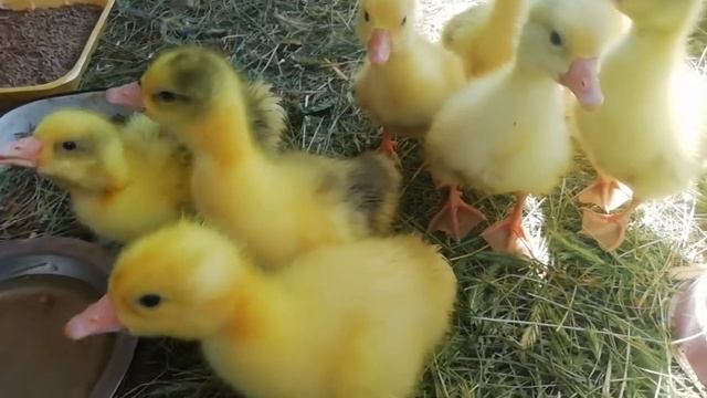 Купил гусей породы губернатор смотреть онлайн