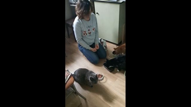 Образовательное занятие для детей 4-5 лет "Комнатные растения и домашние питомцы" смотреть онлайн