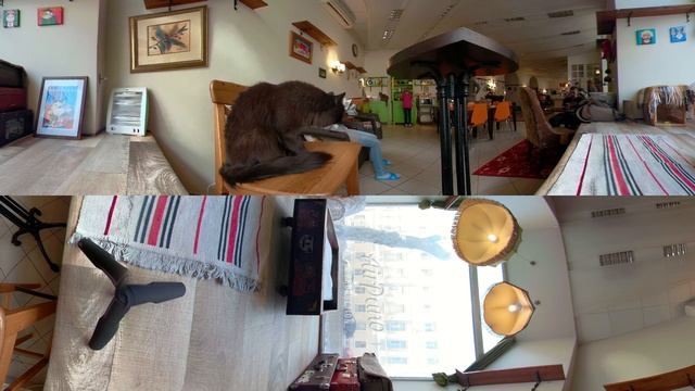 360 video, Kitties in VR. Cute inhabitants of cat cafe in Moscow. 4K video смотреть онлайн