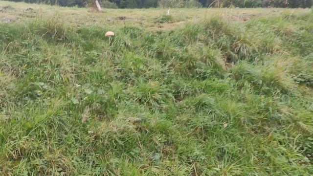 Гриб Зонтик Пестрый Съедобный. Как отличить съедобный гриб Зонтик. В лес за съедобными грибами смотреть онлайн