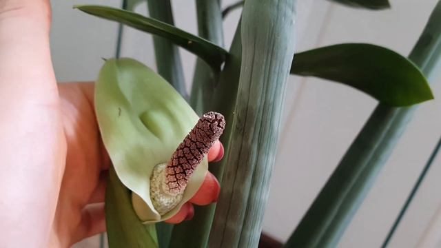 ЗАМИОКУЛЬКАС опять Цветёт... 🥰 смотреть онлайн