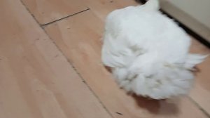 Бройлер на кухне!!
