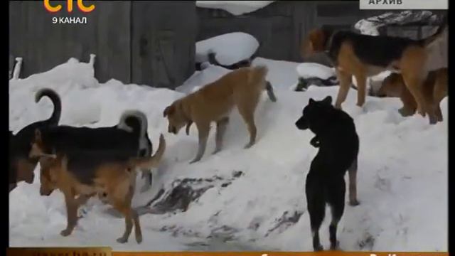 Проблемы безнадзорных животных смотреть онлайн