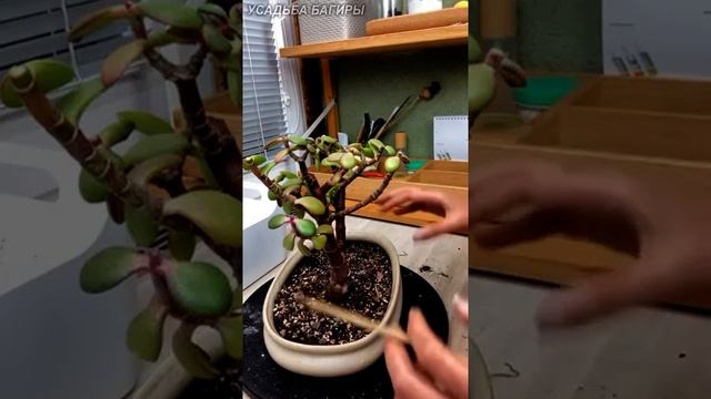 Формирование крассулы, ч.1 (запись прямого эфира).