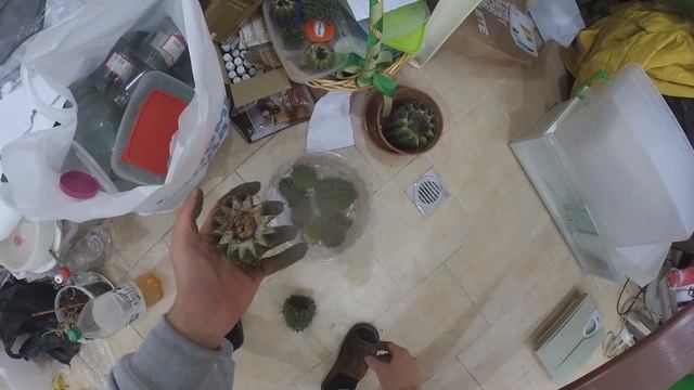 Реабилитация КАКТУСОВ. Как ВОЗРОДИТЬ испорченные КАКТУСЫ? смотреть онлайн