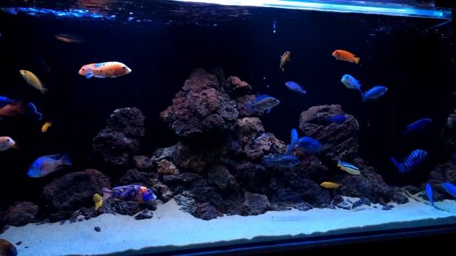Малавийские цихлиды. cichlids tank. malawi aquarium. lava rock design 2016 смотреть онлайн