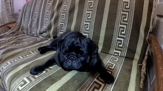 МОПС ВСТРЕЧАЕТ ХОЗЯИНА ПОСЛЕ ДОЛГОЙ РАЗЛУКИ / DOGS MEETS OWNER AFTER LONG TIME! смотреть онлайн