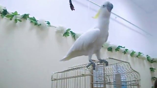 Желтохохлый какаду танцует смотреть онлайн