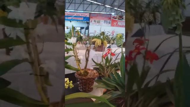 Exposição de orquídeas / SETE DE SETEMBRO смотреть онлайн