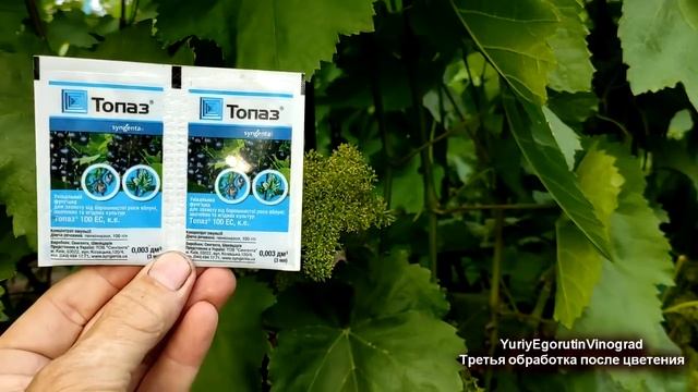? Опять ДОЖДИ! Останови БОЛЕЗНИ на ВИНОГРАДЕ! Когда и чем ПРАВИЛЬНО провести третью обработку смотреть онлайн