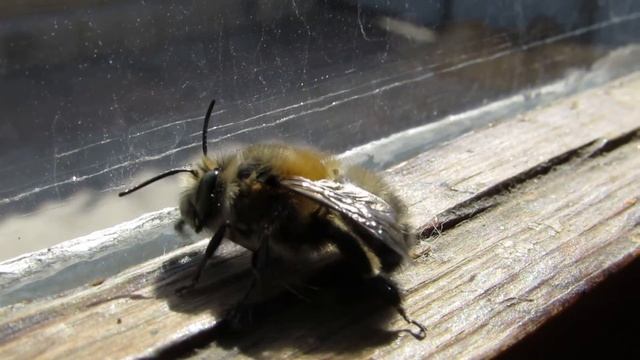 The bumblebee (Canon SX50HS) смотреть онлайн