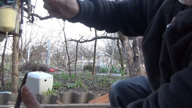 Прививка деревьев Подготовка черенка привоя смотреть онлайн