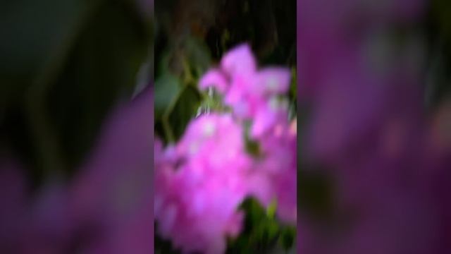 Egypt. Египетский цветок. смотреть онлайн