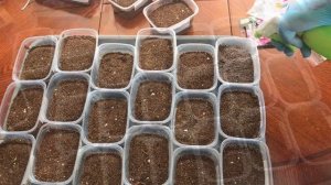 ПОСЕВ СЕМЯН ПЕТУНИИ НА РАССАДУ #петуния #рассада #огород